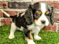 Willie AKC , a male Cavalier King Charles Spaniel for sale in Clark, MO – 1 of 10