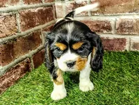 Tucker AKC , a male Cavalier King Charles Spaniel for sale in Clark, MO – 6 of 10