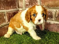 Milo, a male Cavalier King Charles Spaniel for sale in Clark, MO – 7 of 7