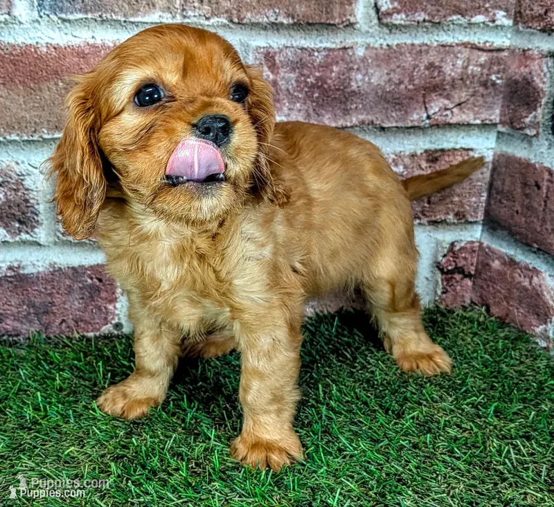 Cash AKC registration  – Cavalier King Charles Spaniel puppy for sale in Clark, MO