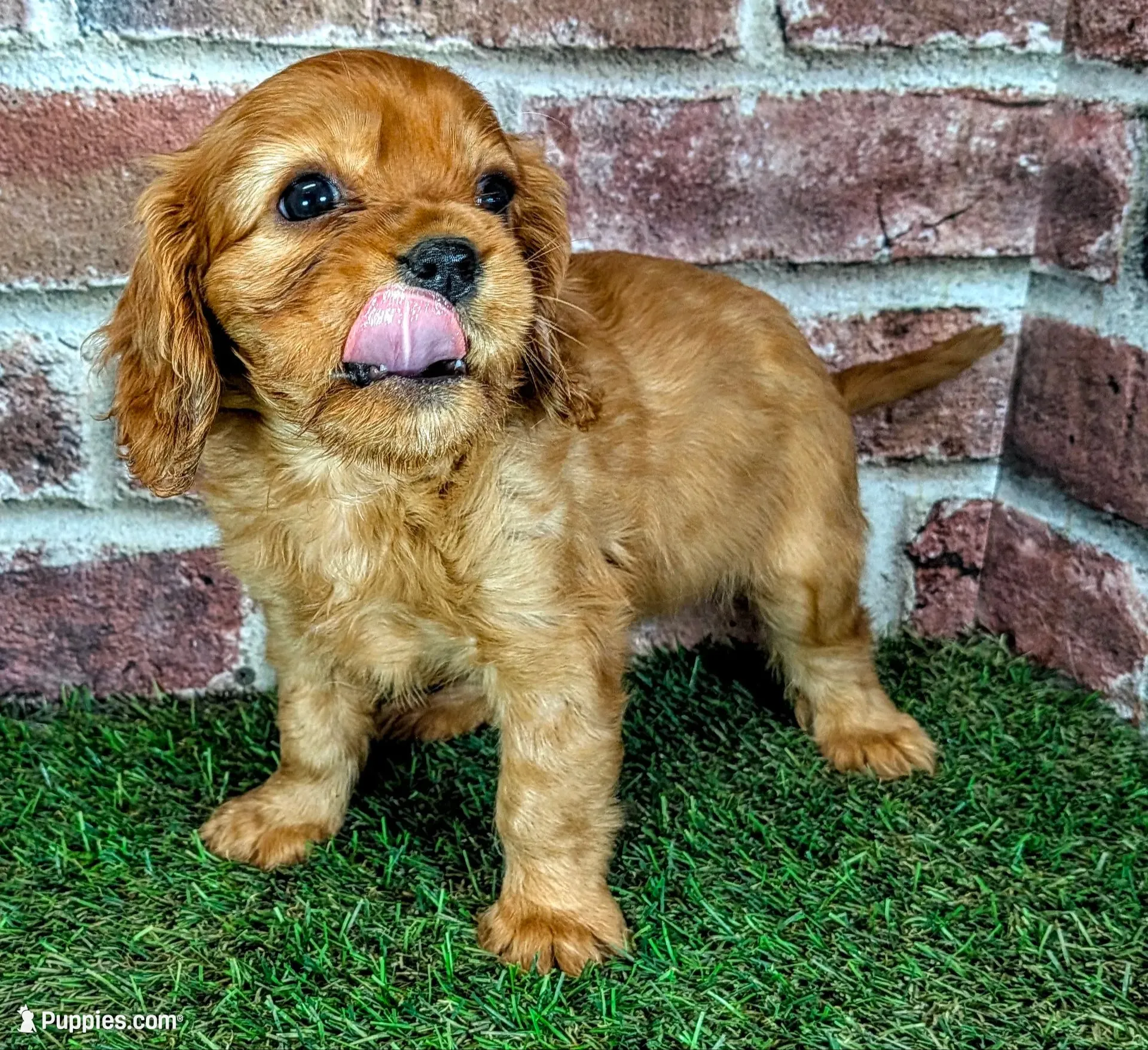 Cash AKC registration , a male Cavalier King Charles Spaniel for sale in Clark, MO – 1 of 10