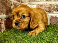 Rocco , a male Cavalier King Charles Spaniel for sale in Clark, MO – 4 of 10