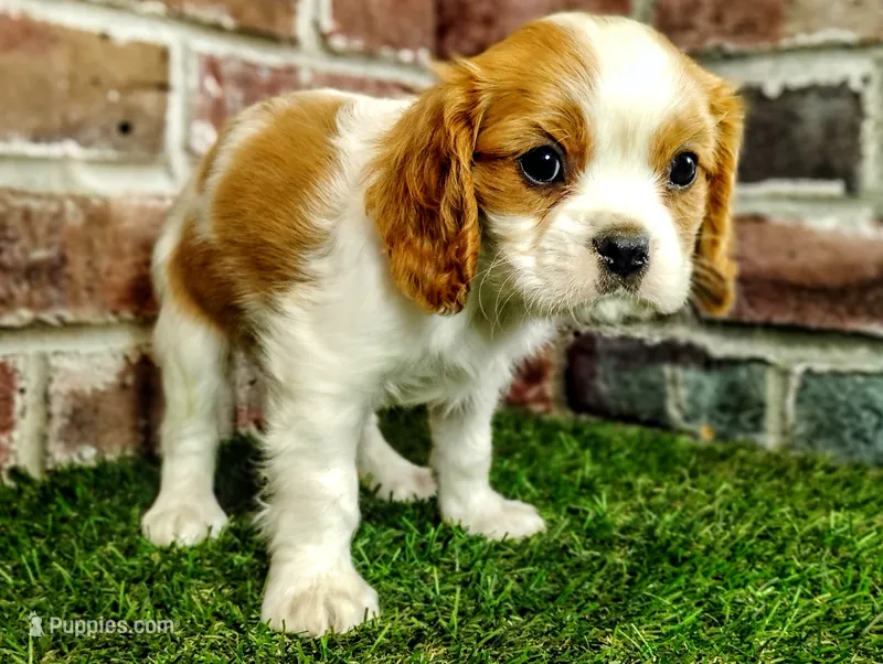 Max AKC  – Cavalier King Charles Spaniel puppy for sale in Clark, MO
