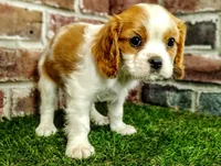 Max AKC , a male Cavalier King Charles Spaniel for sale in Clark, MO – 1 of 10