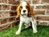 Johnny AKC , a male Cavalier King Charles Spaniel for sale in Clark, MO – 6 of 10