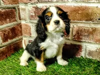 Willie AKC , a male Cavalier King Charles Spaniel for sale in Clark, MO – 2 of 10