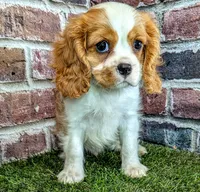 Jake, a male Cavalier King Charles Spaniel for sale in Clark, MO – 7 of 10