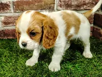 Max AKC , a male Cavalier King Charles Spaniel for sale in Clark, MO – 6 of 10