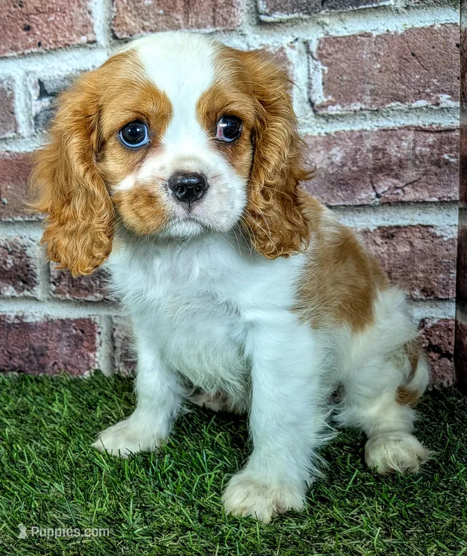 Jake – Cavalier King Charles Spaniel puppy for sale in Clark, MO