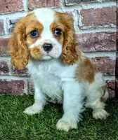 Jake, a male Cavalier King Charles Spaniel for sale in Clark, MO – 1 of 10