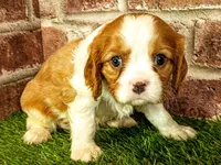 Milo, a male Cavalier King Charles Spaniel for sale in Clark, MO – 2 of 7