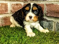 Toby, a male Cavalier King Charles Spaniel for sale in Clark, MO – 10 of 10