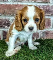 Jake, a male Cavalier King Charles Spaniel for sale in Clark, MO – 1 of 10