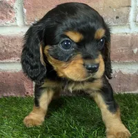 Walker AKC registration, a male Cavalier King Charles Spaniel for sale in Clark, MO – Photo 10 of 10