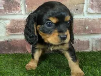 Walker AKC registration, a male Cavalier King Charles Spaniel for sale in Clark, MO – Photo 10 of 10