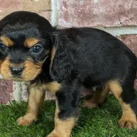 Walker AKC registration, a male Cavalier King Charles Spaniel for sale in Clark, MO – Photo 2 of 10