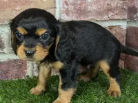 Walker AKC registration, a male Cavalier King Charles Spaniel for sale in Clark, MO – Photo 2 of 10