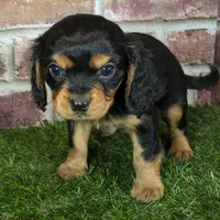 Walker AKC registration, a male Cavalier King Charles Spaniel for sale in Clark, MO – Photo 6 of 10