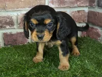 Walker AKC registration, a male Cavalier King Charles Spaniel for sale in Clark, MO – Photo 6 of 10