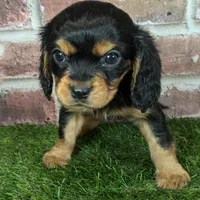 Walker AKC registration, a male Cavalier King Charles Spaniel for sale in Clark, MO – Photo 9 of 10