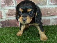 Walker AKC registration, a male Cavalier King Charles Spaniel for sale in Clark, MO – Photo 9 of 10