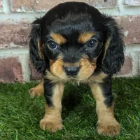 Walker AKC registration, a male Cavalier King Charles Spaniel for sale in Clark, MO – Photo 1 of 10