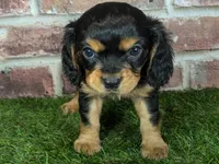 Walker AKC registration, a male Cavalier King Charles Spaniel for sale in Clark, MO – Photo 1 of 10