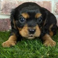 Walker AKC registration, a male Cavalier King Charles Spaniel for sale in Clark, MO – Photo 4 of 10