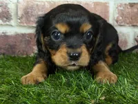 Walker AKC registration, a male Cavalier King Charles Spaniel for sale in Clark, MO – Photo 4 of 10