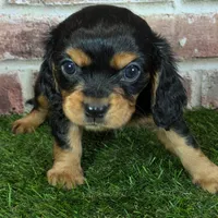 Walker AKC registration, a male Cavalier King Charles Spaniel for sale in Clark, MO – Photo 7 of 10