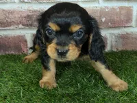 Walker AKC registration, a male Cavalier King Charles Spaniel for sale in Clark, MO – Photo 7 of 10
