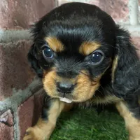 Walker AKC registration, a male Cavalier King Charles Spaniel for sale in Clark, MO – Photo 8 of 10