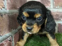 Walker AKC registration, a male Cavalier King Charles Spaniel for sale in Clark, MO – Photo 8 of 10