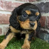 Walker AKC registration, a male Cavalier King Charles Spaniel for sale in Clark, MO – Photo 5 of 10