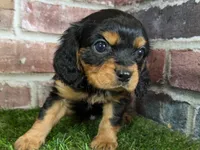 Walker AKC registration, a male Cavalier King Charles Spaniel for sale in Clark, MO – Photo 5 of 10