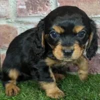 Walker AKC registration, a male Cavalier King Charles Spaniel for sale in Clark, MO – Photo 3 of 10