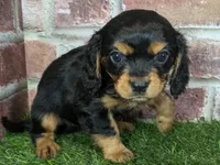 Walker AKC registration, a male Cavalier King Charles Spaniel for sale in Clark, MO – Photo 3 of 10