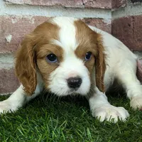 Rocky akc registration, a male Cavalier King Charles Spaniel for sale in Clark, MO – Photo 3 of 10