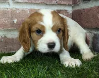 Rocky akc registration, a male Cavalier King Charles Spaniel for sale in Clark, MO – Photo 3 of 10