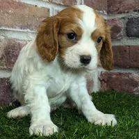 Rocky akc registration, a male Cavalier King Charles Spaniel for sale in Clark, MO – Photo 7 of 10
