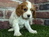 Rocky akc registration, a male Cavalier King Charles Spaniel for sale in Clark, MO – Photo 7 of 10