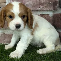 Rocky akc registration, a male Cavalier King Charles Spaniel for sale in Clark, MO – Photo 4 of 10