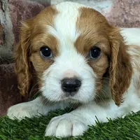 Rocky akc registration, a male Cavalier King Charles Spaniel for sale in Clark, MO – Photo 2 of 10