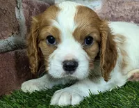 Rocky akc registration, a male Cavalier King Charles Spaniel for sale in Clark, MO – Photo 2 of 10