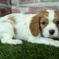 Rocky akc registration, a male Cavalier King Charles Spaniel for sale in Clark, MO – Photo 6 of 10