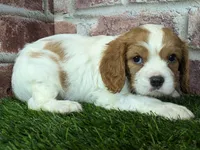 Rocky akc registration, a male Cavalier King Charles Spaniel for sale in Clark, MO – Photo 6 of 10