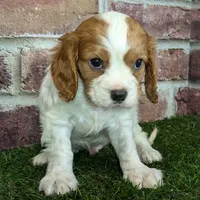Rocky akc registration, a male Cavalier King Charles Spaniel for sale in Clark, MO – Photo 5 of 10