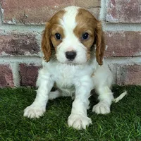 Rocky akc registration, a male Cavalier King Charles Spaniel for sale in Clark, MO – Photo 8 of 10