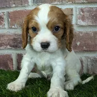 Rocky akc registration, a male Cavalier King Charles Spaniel for sale in Clark, MO – Photo 9 of 10