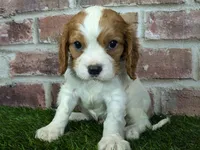 Rocky akc registration, a male Cavalier King Charles Spaniel for sale in Clark, MO – Photo 9 of 10